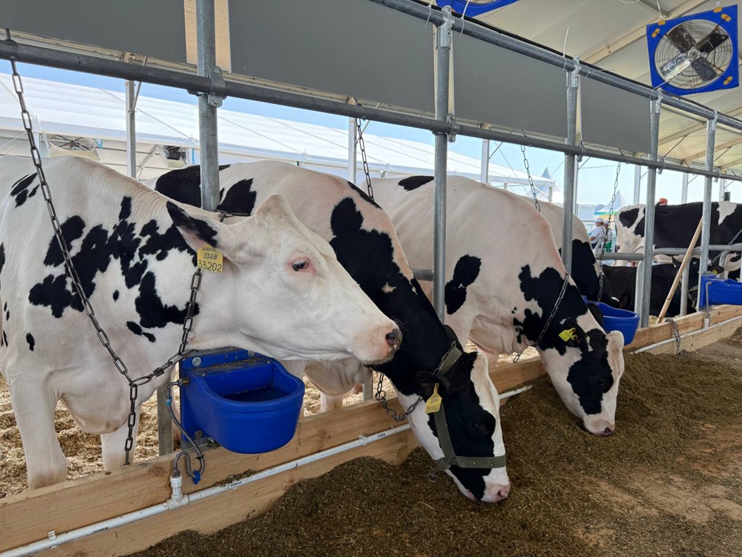 За три дня работы выставку «Агроволга 2025» посетили около 13,2 тыс. человек из 28 стран и 81 региона России. Среди гостей — аграрии, эксперты, представители…