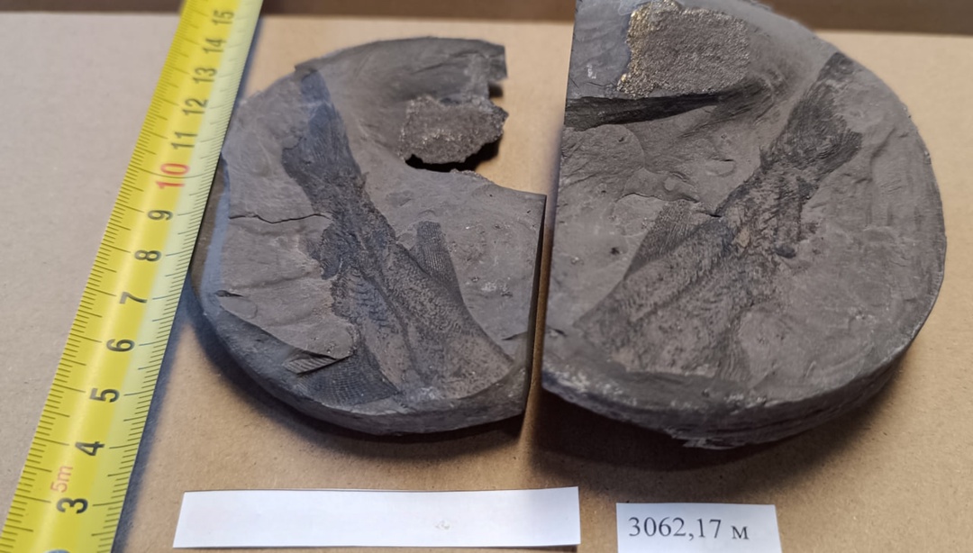 След Юрского периода Учёные из Томского института «Роснефти» исследовали керн из скважины в ХМАО и обнаружили уникальную капсулу времени: отпечаток древней…