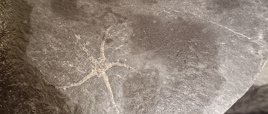 След Юрского периода Учёные из Томского института «Роснефти» исследовали керн из скважины в ХМАО и обнаружили уникальную капсулу времени: отпечаток древней…