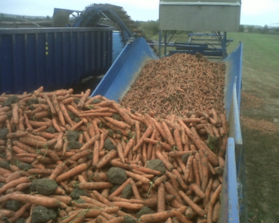 Экспорт корнеплодов (морковь, репа, свекла, сельдерей, редис) из России за январь-июнь 2025 года вырос в 2,1 раза — до 30,3 тыс. т по сравнению с прошлым…