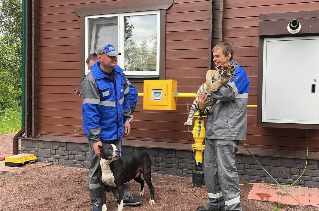 В Ленинградской области газифицировали единственный в России приют для тигров