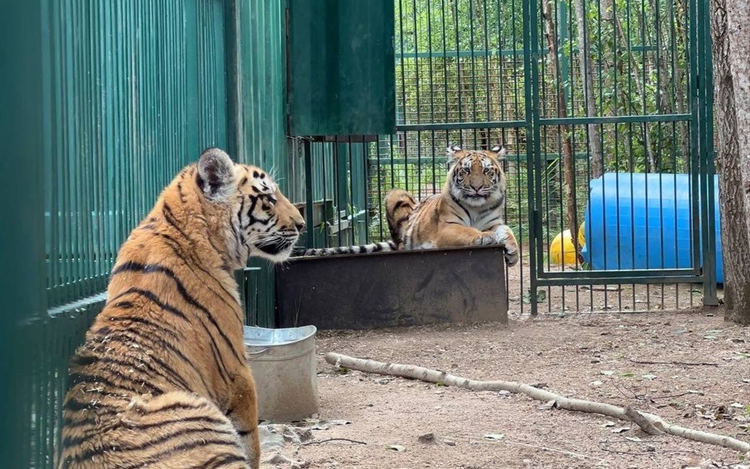 В Ленинградской области газифицировали единственный в России приют для тигров