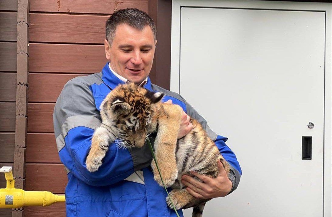 В Ленинградской области газифицировали единственный в России приют для тигров