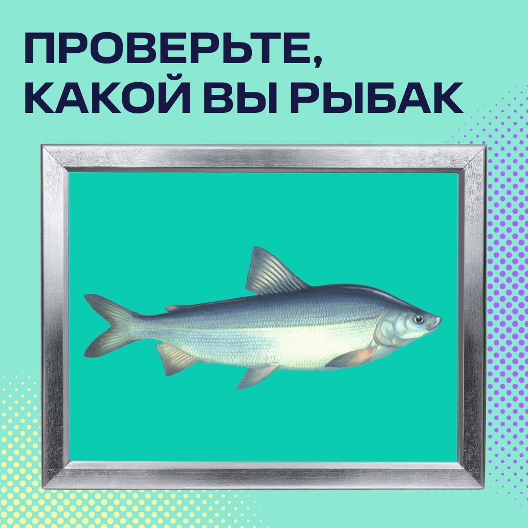 Угадайте, кто это Для северных народов рыбалка — такая же важная часть жизни, как и оленеводство. И северяне наверняка знают, что за рыба изображена на картинке