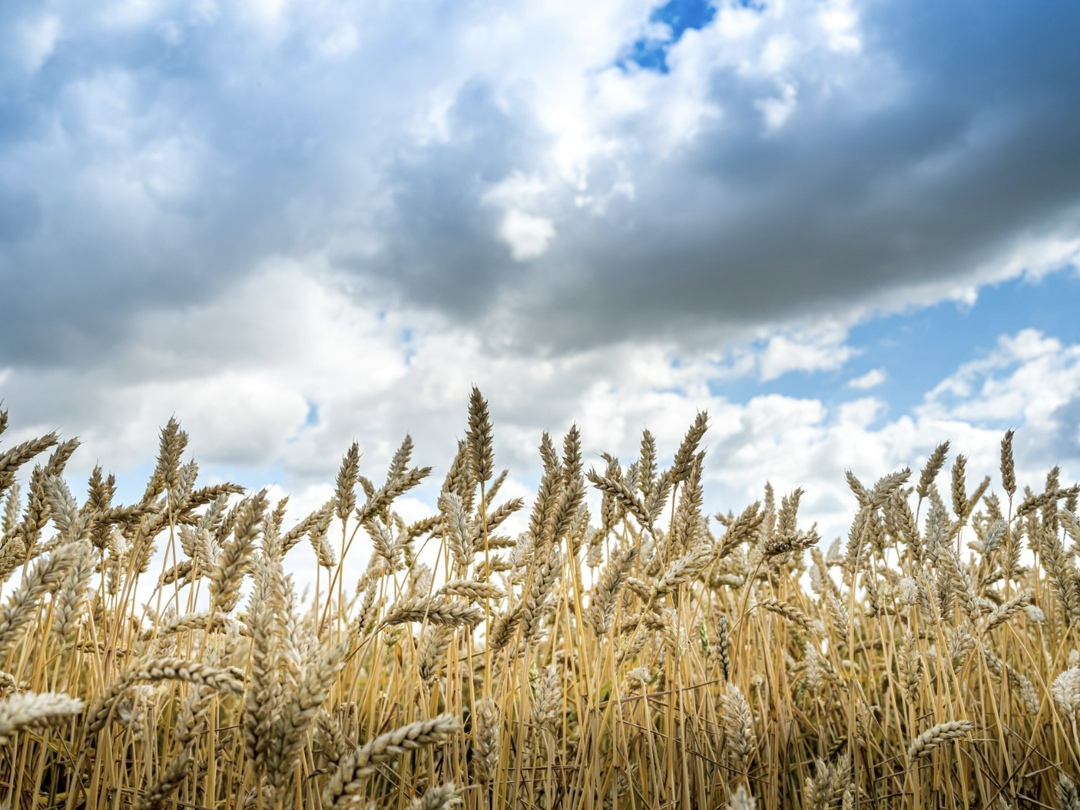 Минсельхоз США в июльском обзоре повысил прогноз экспорта пшеницы из России в 2025/26 сельхозгоду на 1 млн т, до 46 млн т (здесь и далее - без учета Крыма и…