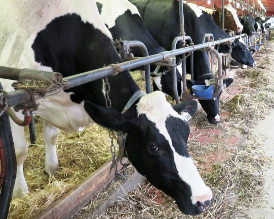 Компания Health & Nutrition сообщила, что завершила уникальный проект, направленный на повышение эффективности молочного производства путем оптимизации условий…