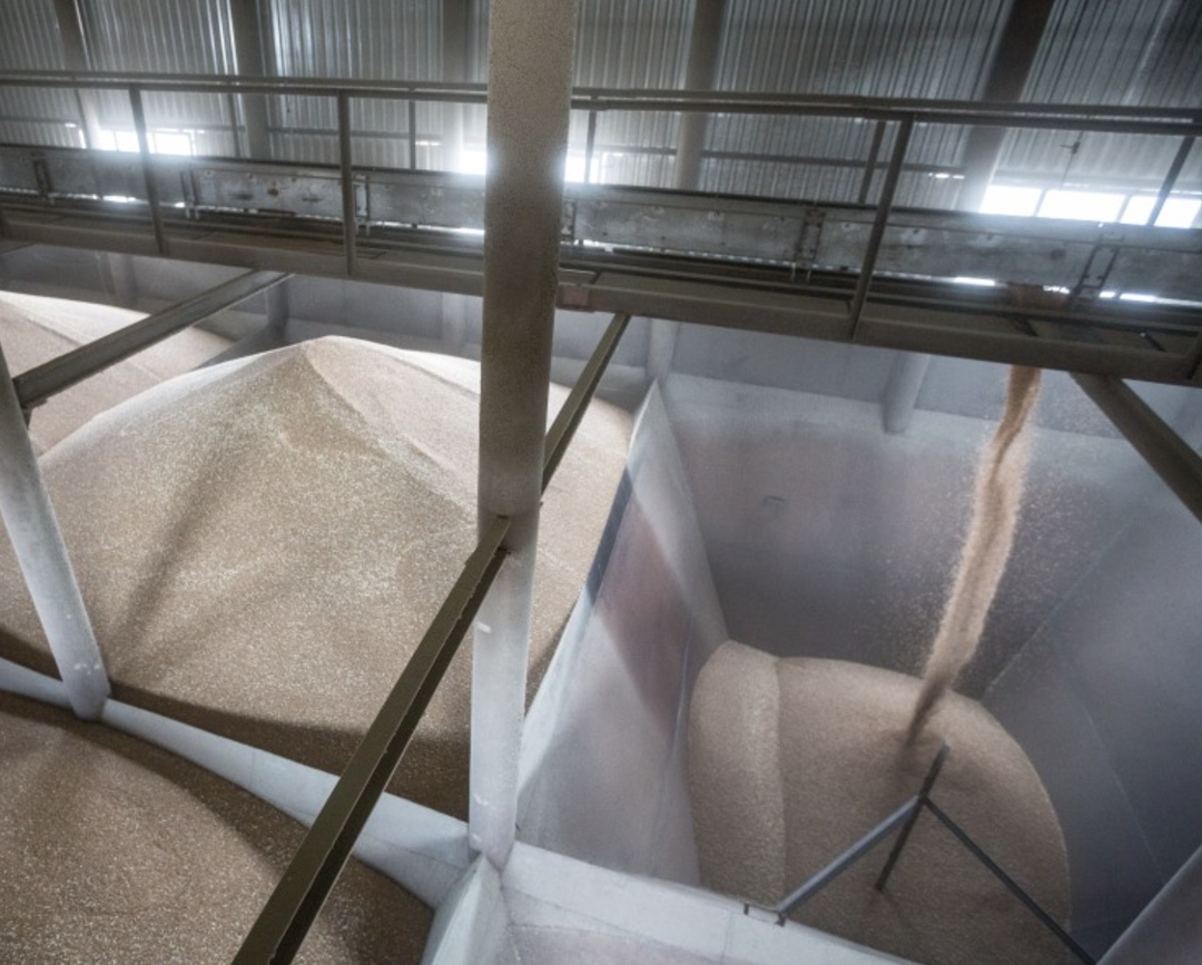 Институт конъюнктуры аграрного рынка (ИКАР) понизил прогноз валового сбора пшеницы в этом году с 84,5 млн т до 84 млн т (без учета новых регионов). Оценка…