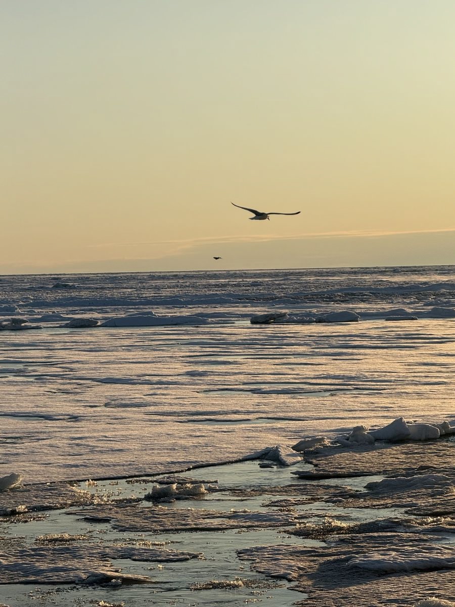 Атомный ледокол «Вайгач» обеспечил первую в этом году проводку каравана судов на восток. 13 июля у мыса Дежнева ледокол завершил проводку двух танкеров,…