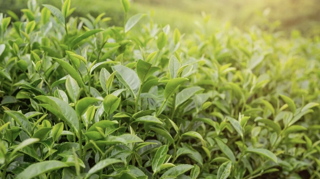 К июлю чаеводы Сочи собрали 83,3 т зеленого чайного листа - на 50 т меньше, чем годом ранее