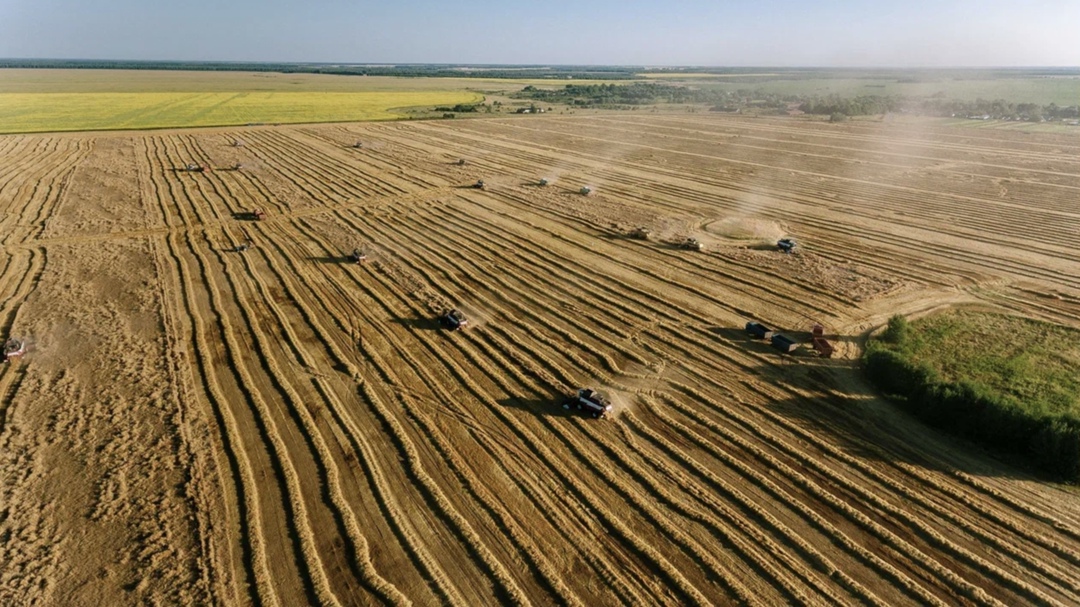 По состоянию на 11 июля в России было намолочено 11 млн т пшеницы против 24,8 млн т на эту дату в 2024 году, сообщил аналитический центр «СовЭкон». Сбор…