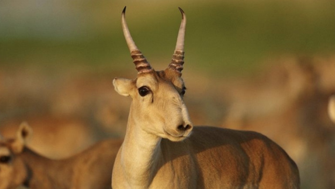 Популяцию волго-уральских сайгаков, от миграции которых с территории Казахстана пострадали фермеры Саратовской области, решено исключить из Красной книги…