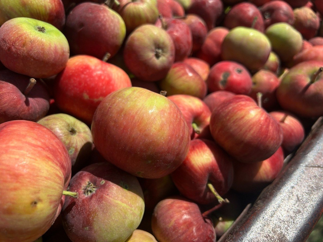 Ставропольские аграрии приступили к сбору летних сортов яблок - на их долю в крае приходится около 12%, уборка продлится до середины августа, сообщил…