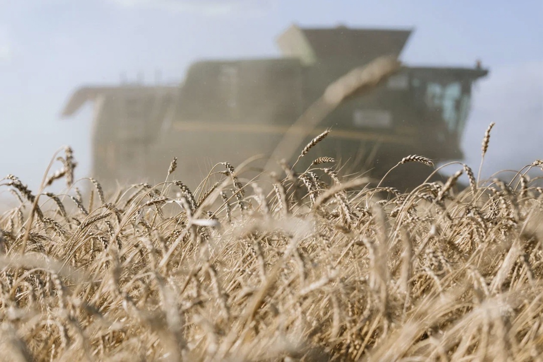 Аналитический центр «СовЭкон» повысила прогноз урожая пшеницы в этом году на 0,6 млн т, до 83,6 млн т