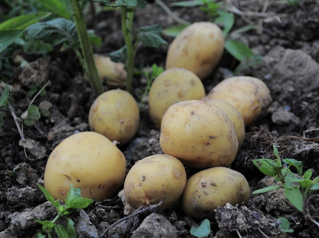 Темпы уборки картофеля на сегодняшний день выше прошлогодних, к середине июля накопано 240 тыс. т, что на 36% превышает показатели аналогичного периода…