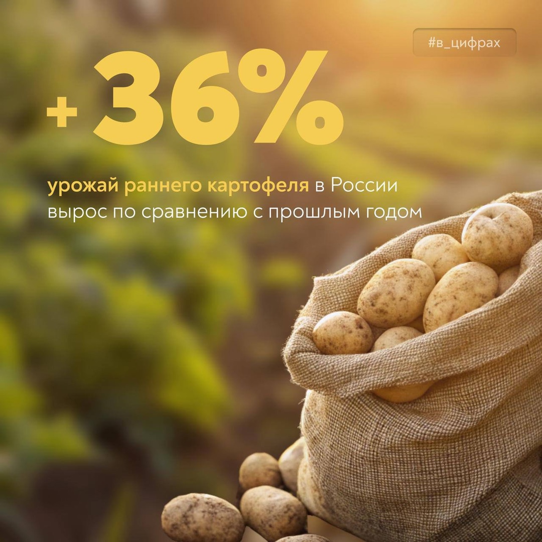 Сбор овощей и картофеля в самом разгаре