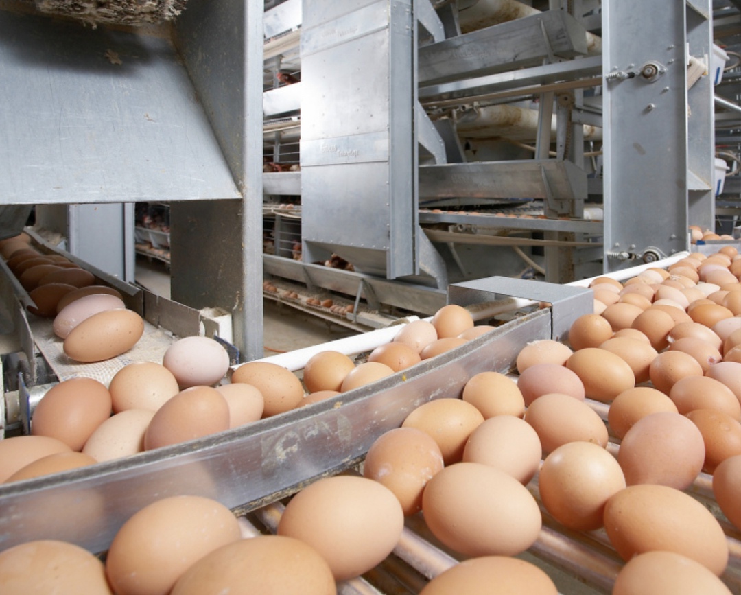 За январь-май сельхозорганизации произвели 16,5 млрд яиц, что на 6,1% больше, чем за аналогичный период 2024 года