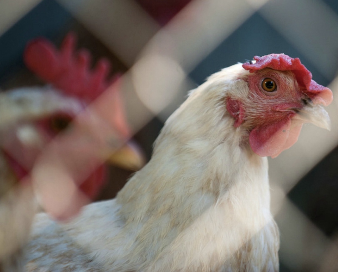 Птицефабрика «Комсомольская» (Пермский край, входит в ГК «Таврос») приступила к комплексной модернизации четырех корпусов: трех для содержания промышленного…