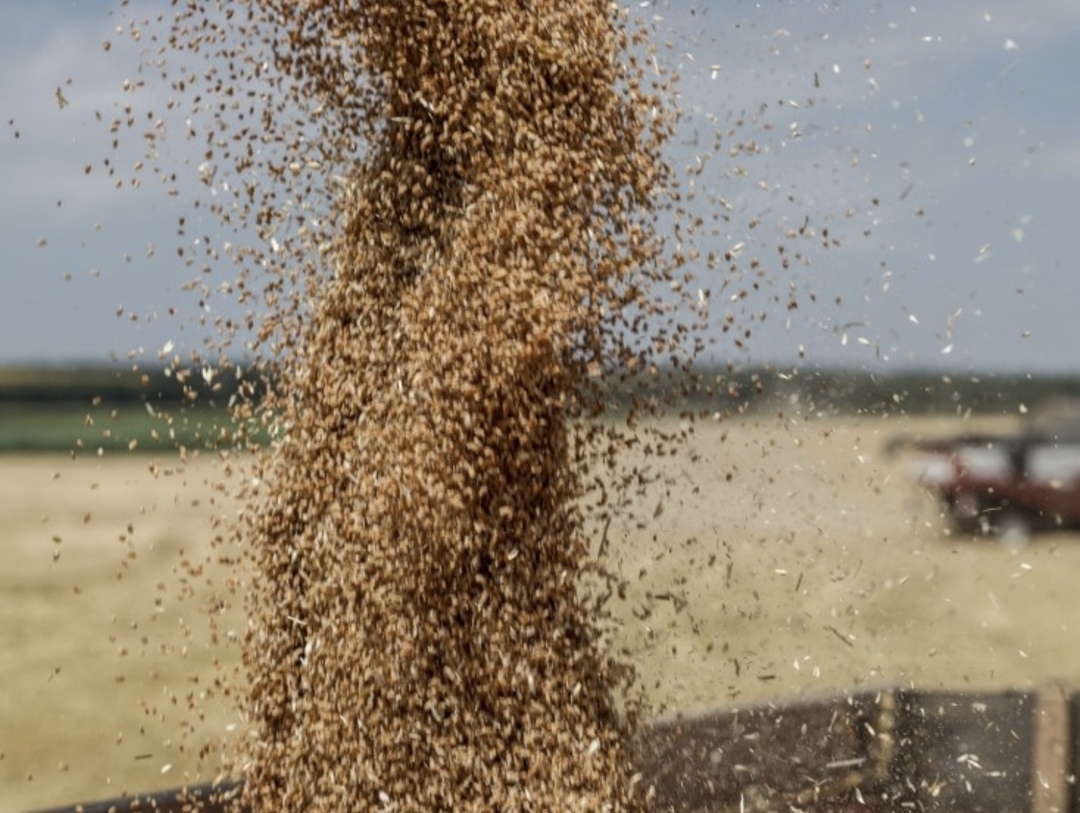 Россия может поставлять на Филиппины более 1 млн т зерна, по итогам сезона- 2025/26 показатель может составить 200-300 тыс