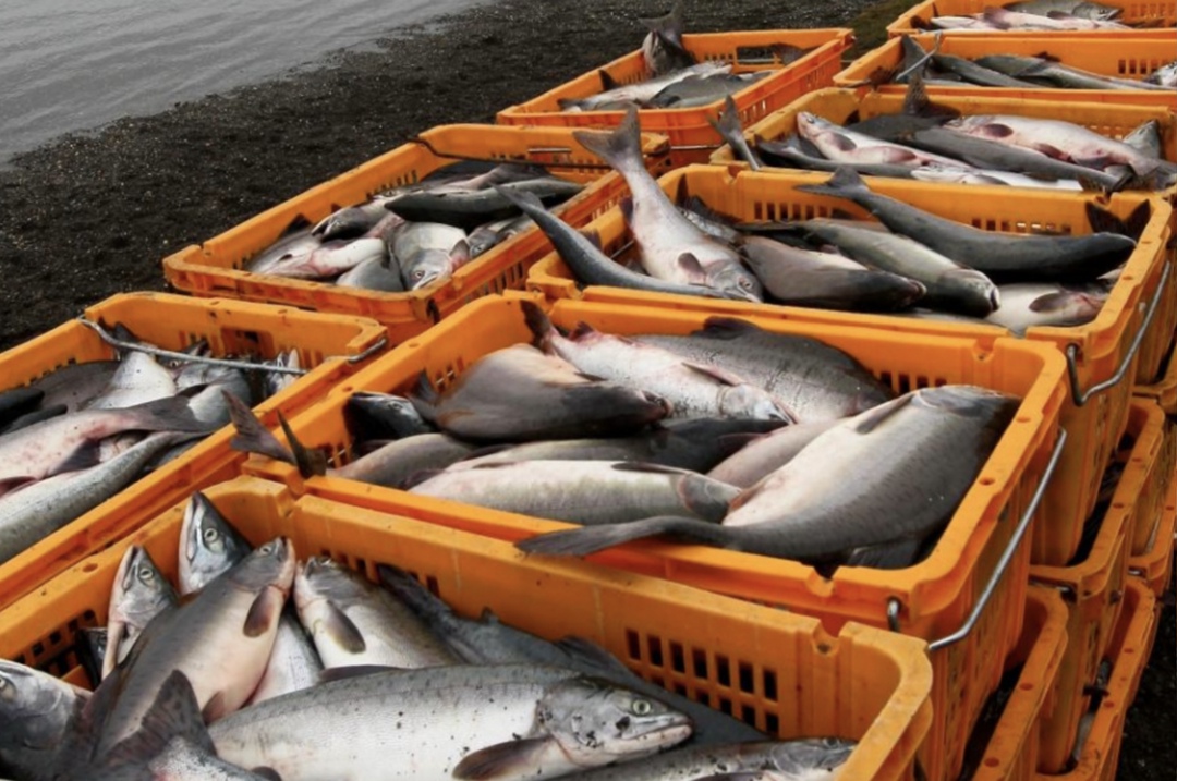 По текущим прогнозам, вылов тихоокеанских лососей в этом году будет на треть выше уровня прошлого года, но будет в два раза ниже сопоставимого 2023 года,…