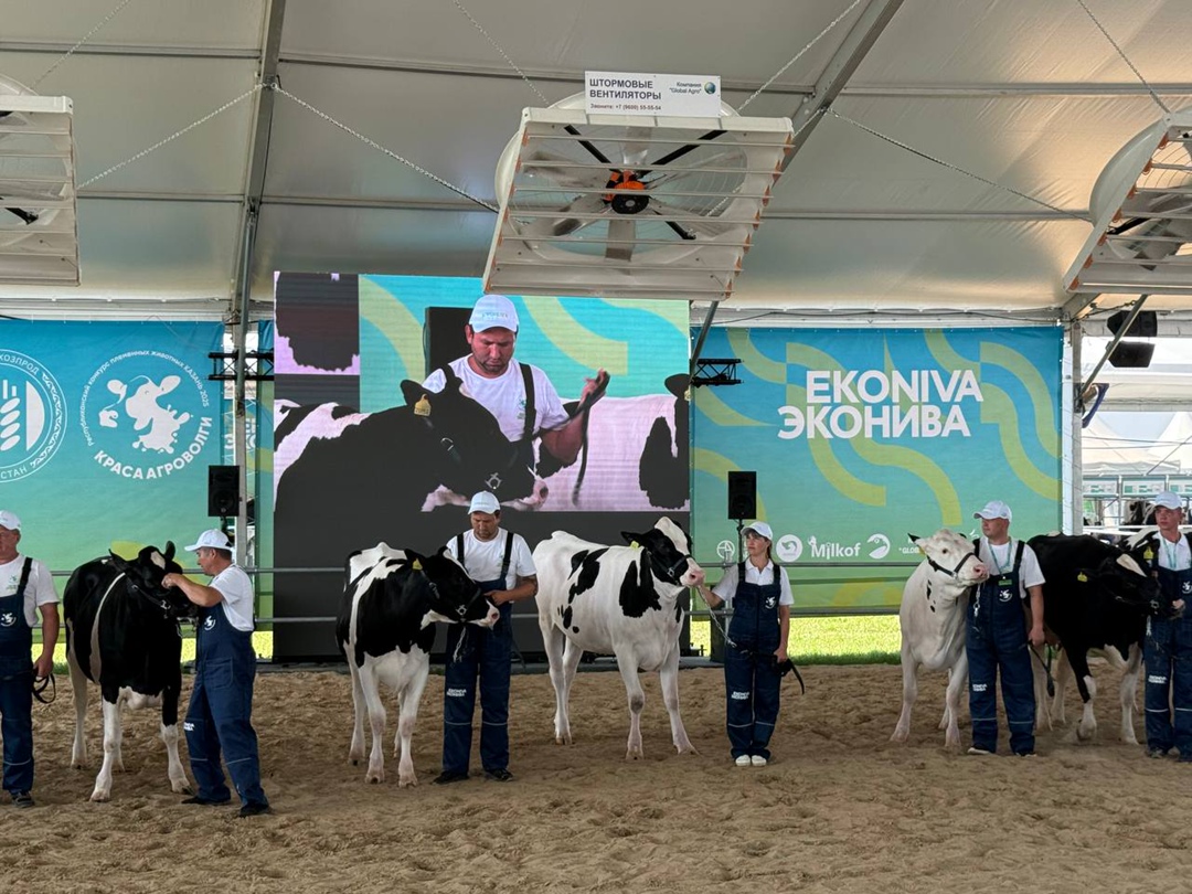 Проведение аукционов племенных животных важно для развития отечественной генетики в АПК и увеличения производства молока, сказала министр сельского хозяйства…