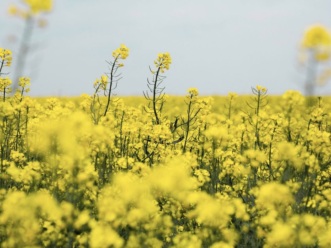 По оценке федерального центра «Агроэкспорт», за первое полугодие Россия увеличила экспорт рапсового масла на 40% в натуральном выражении и на 56% — в…