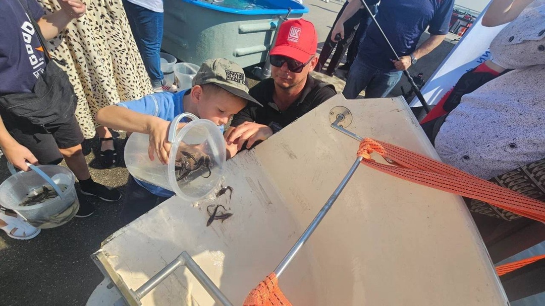 Рыбы Ледникового периода тысячи мальков русского осетра выпустили в Волгу нефтепереработчики ЛУКОЙЛа и жители Волгограда.