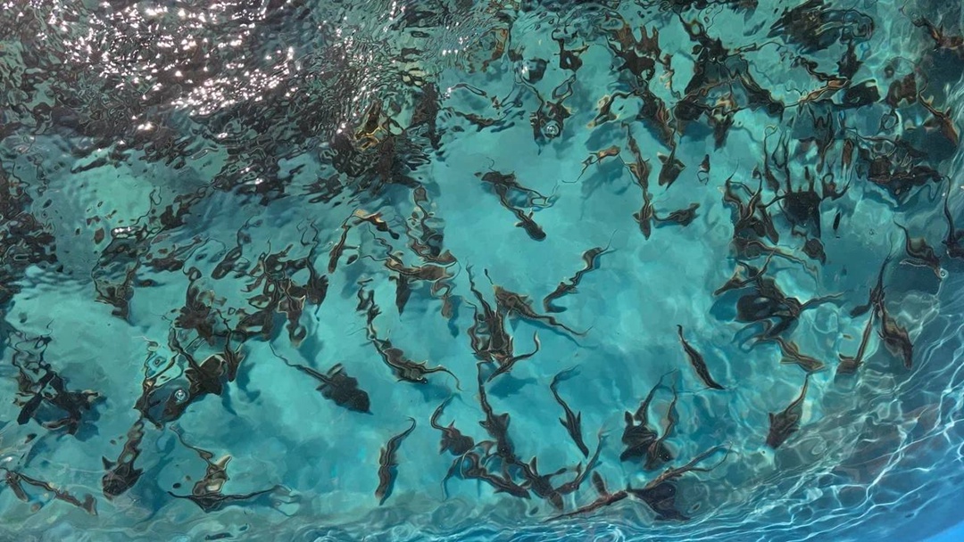 Рыбы Ледникового периода тысячи мальков русского осетра выпустили в Волгу нефтепереработчики ЛУКОЙЛа и жители Волгограда.