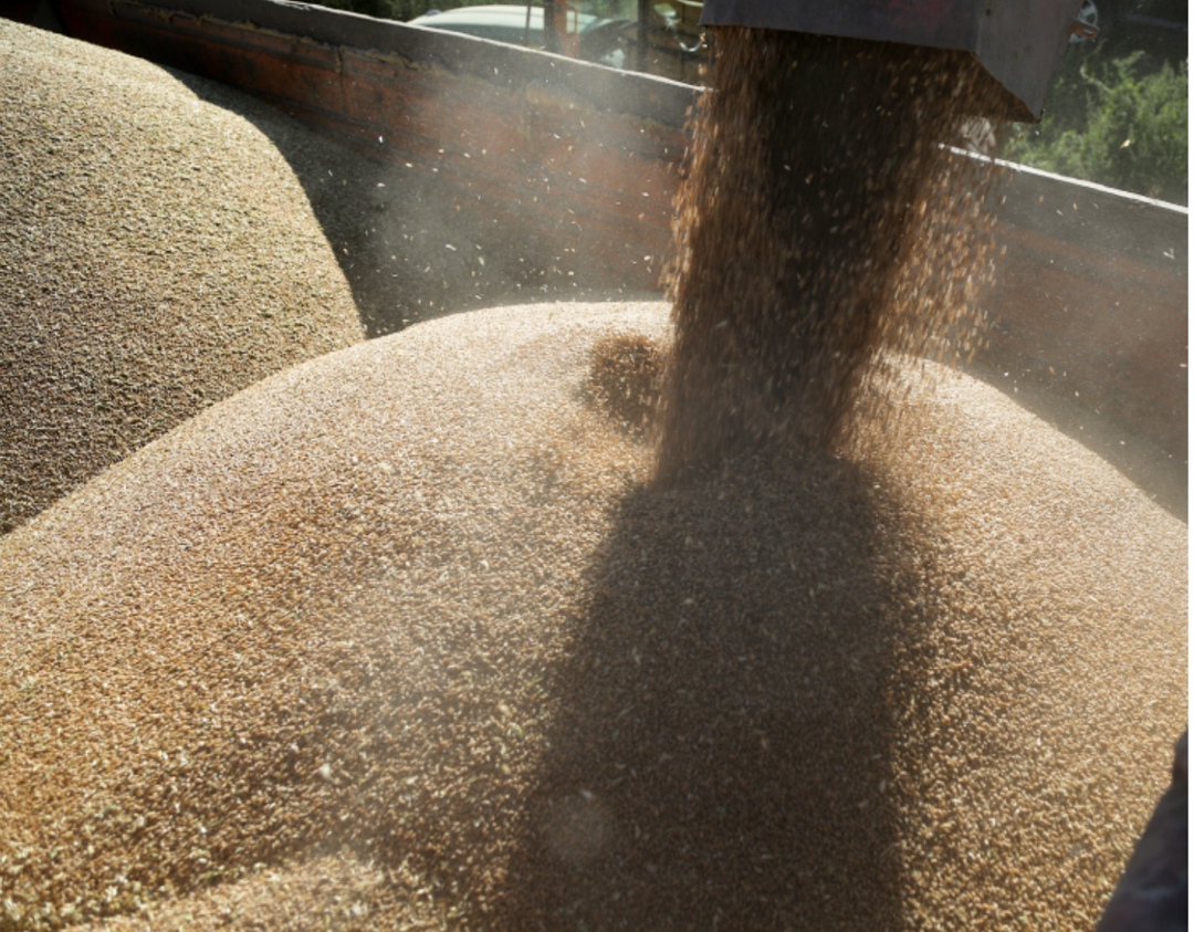 На Юге ожидается самый низкий урожай за пять лет, но сокращение будет компенсировано повышением сборов в других регионах, рассказал гендиректор Института…