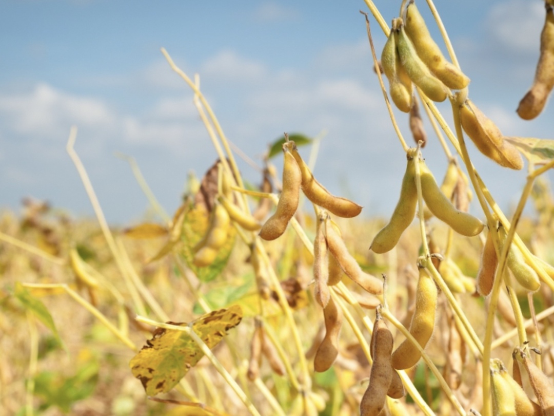 Мировые цены на продукцию растениеводства останутся низкими, такое прогноз озвучил президент компании AgResource Дэн Бассе на летней конференции…