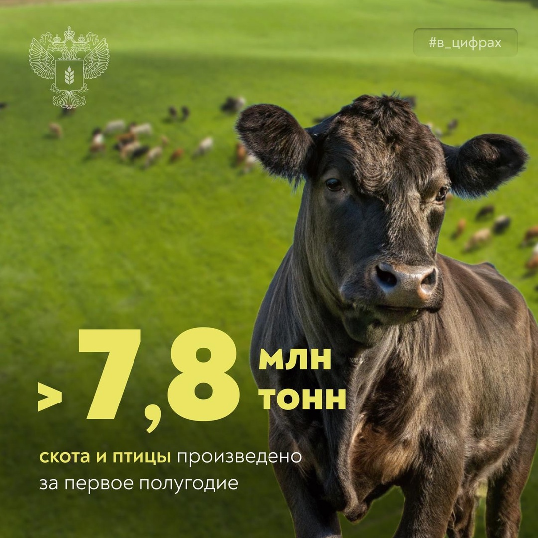 Производство продукции животноводства продолжает расти