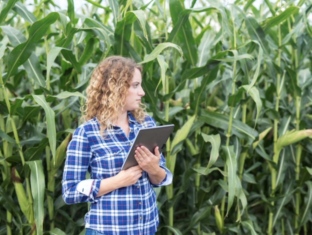 Компании АПК готовы платить сотрудникам с опытом работы 1-3 года 69,1 тыс. руб. в месяц при фиксированном графике, следует из анализа «Авито Работа» зарплатных…