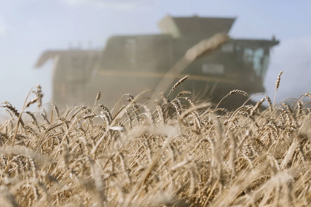 Власти Ростовской области прогнозируют снижение урожая зерновых в регионе второй год подряд на фоне весенних заморозков и летней засухи: в этом году прогноз…