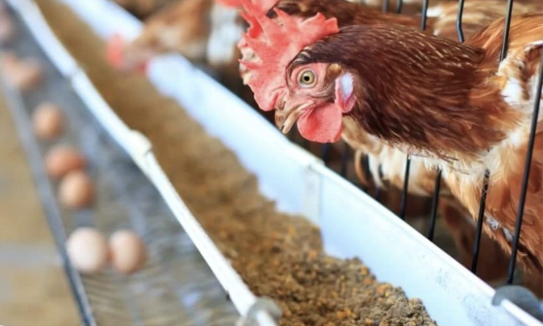 Птицефабрика «Башкирская», крупнейший в Республике Башкортостан производитель товарного яйца, приступила к строительству завода по выпуску кормов для птицы…