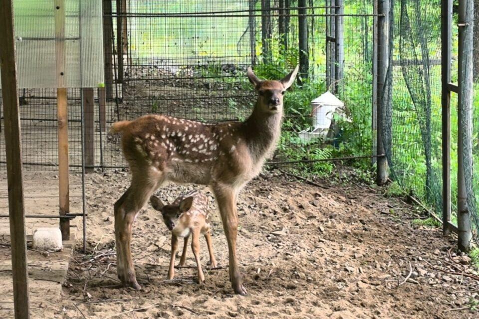 Экологический центр АЛРОСА объявил о старте грантового конкурса региональных проектов по благоустройству парка «Живые алмазы Якутии»: