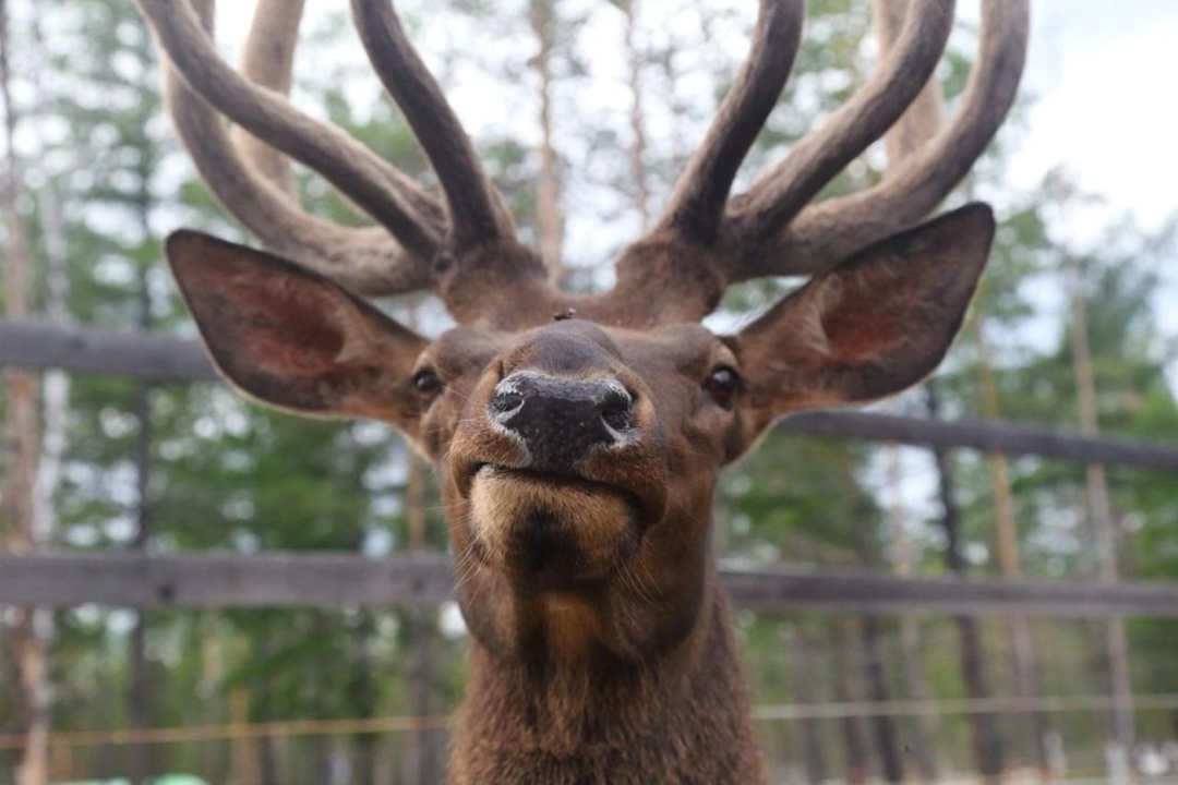 Экологический центр АЛРОСА объявил о старте грантового конкурса региональных проектов по благоустройству парка «Живые алмазы Якутии»: