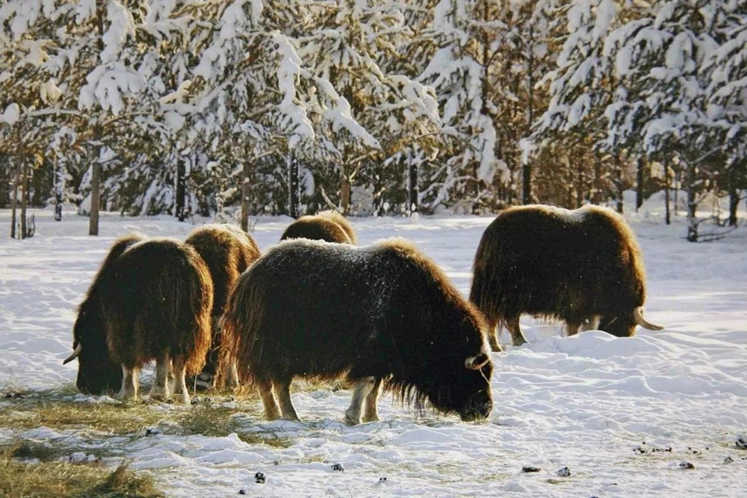 Экологический центр АЛРОСА объявил о старте грантового конкурса региональных проектов по благоустройству парка «Живые алмазы Якутии»: