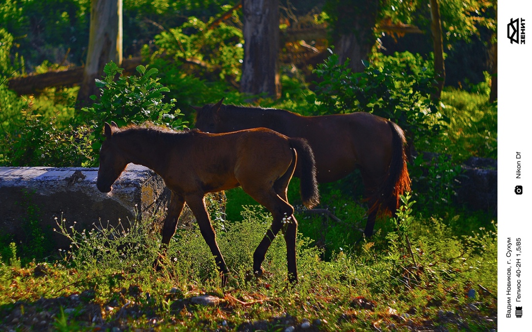 Пламенный привет из Абхазии передает фотограф Вадим Новиков. Это не просто сказочные фотографии южных красот, это мир сквозь объектив «Гелиос 40-2H 1,5/85»,…