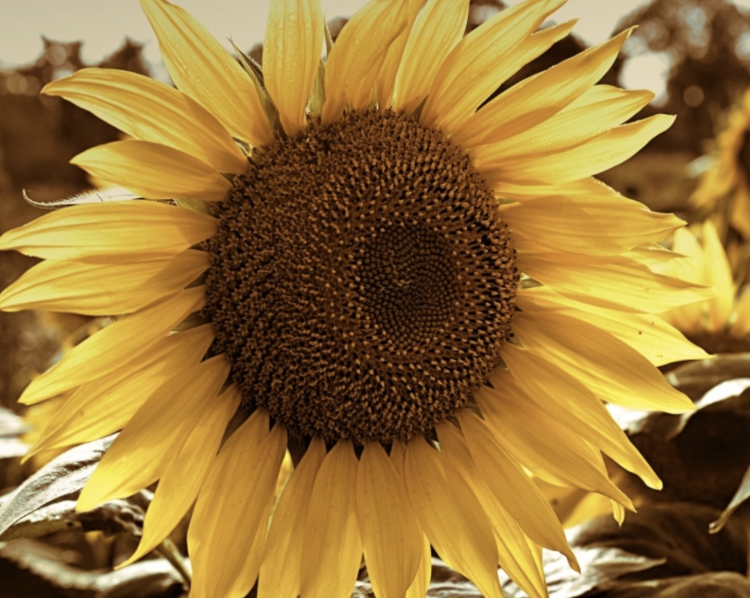 По предварительным данным, с начала 2025 года Россия отправила на экспорт 1,7 млн т подсолнечного масла (данные по поставкам в ЕАЭС – за январь-май), сообщил…