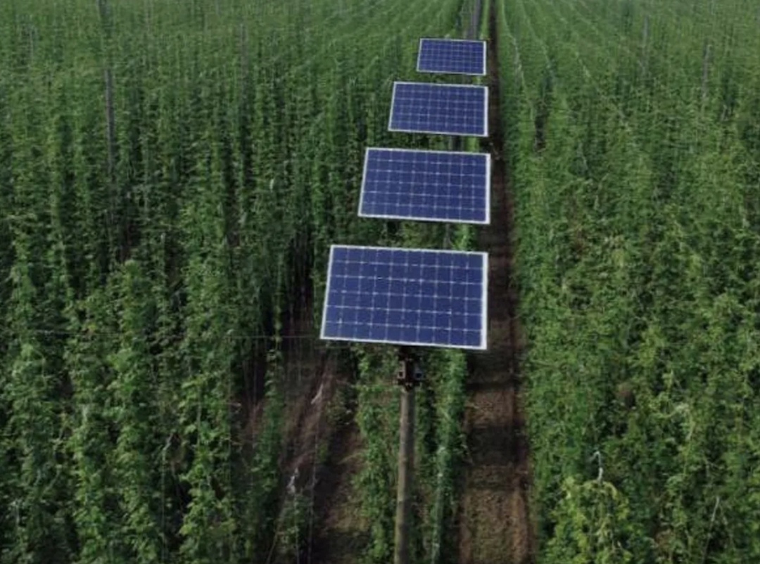 Инженеры «Хевел» и ученые Чувашского госуниверситета разработали солнечную энергоустановку для выращивания хмеля