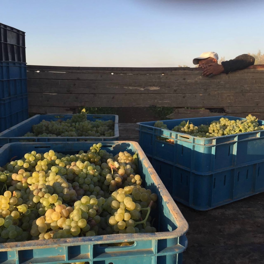 Семейная винодельня «Гусевъ» – место, ставшее символом Нижней Волги