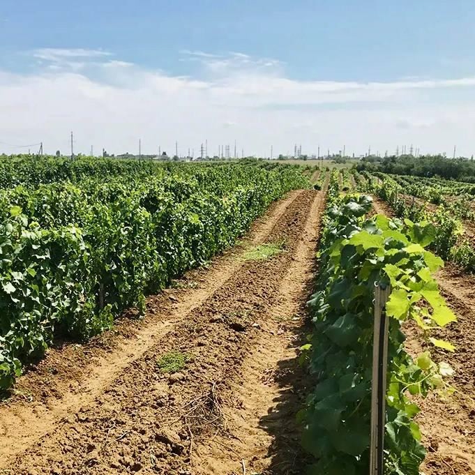 Семейная винодельня «Гусевъ» – место, ставшее символом Нижней Волги