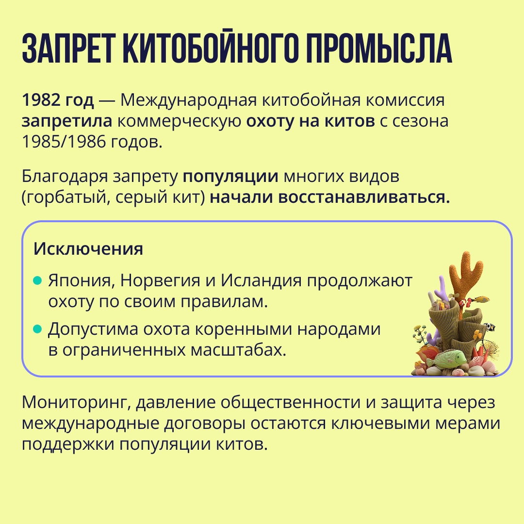 Всемирный день китов и дельфинов XX век чуть не поставил точку в истории китов