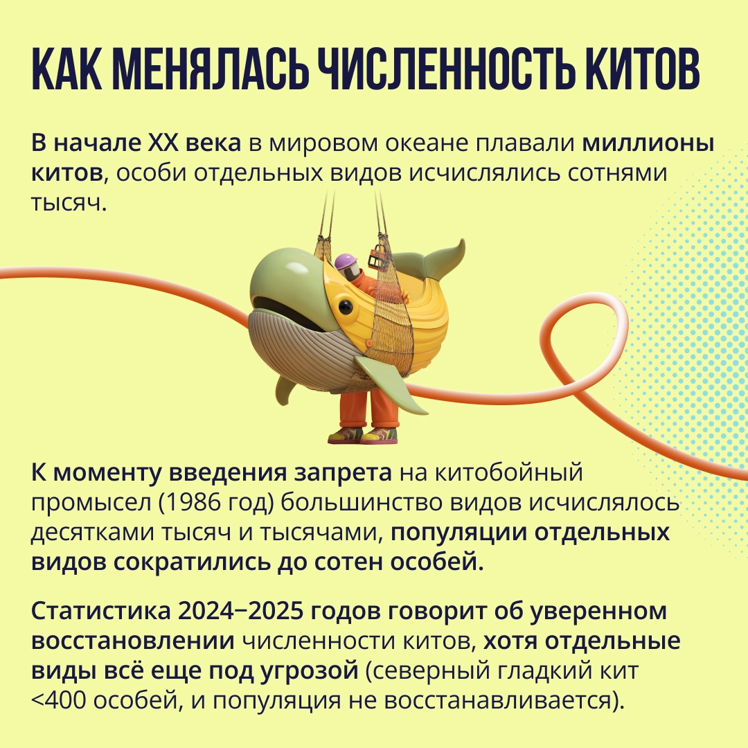 Всемирный день китов и дельфинов XX век чуть не поставил точку в истории китов