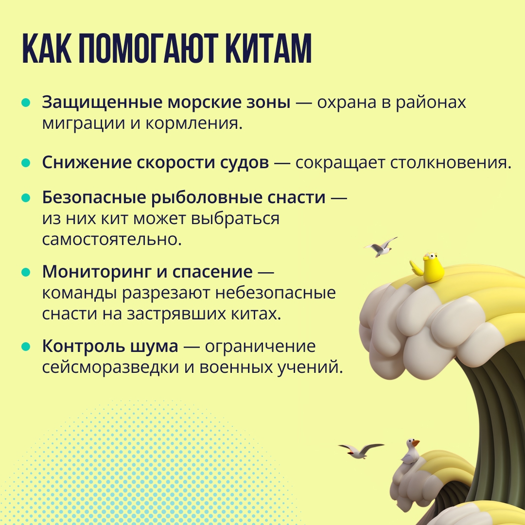 Всемирный день китов и дельфинов XX век чуть не поставил точку в истории китов