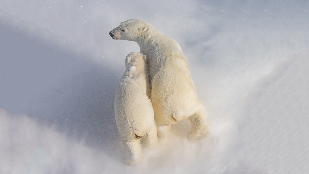 Арктика: медведи, небо и 24 000 км исследований