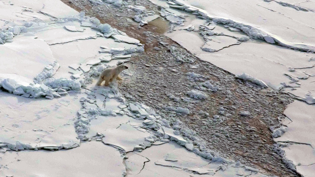 Арктика: медведи, небо и 24 000 км исследований