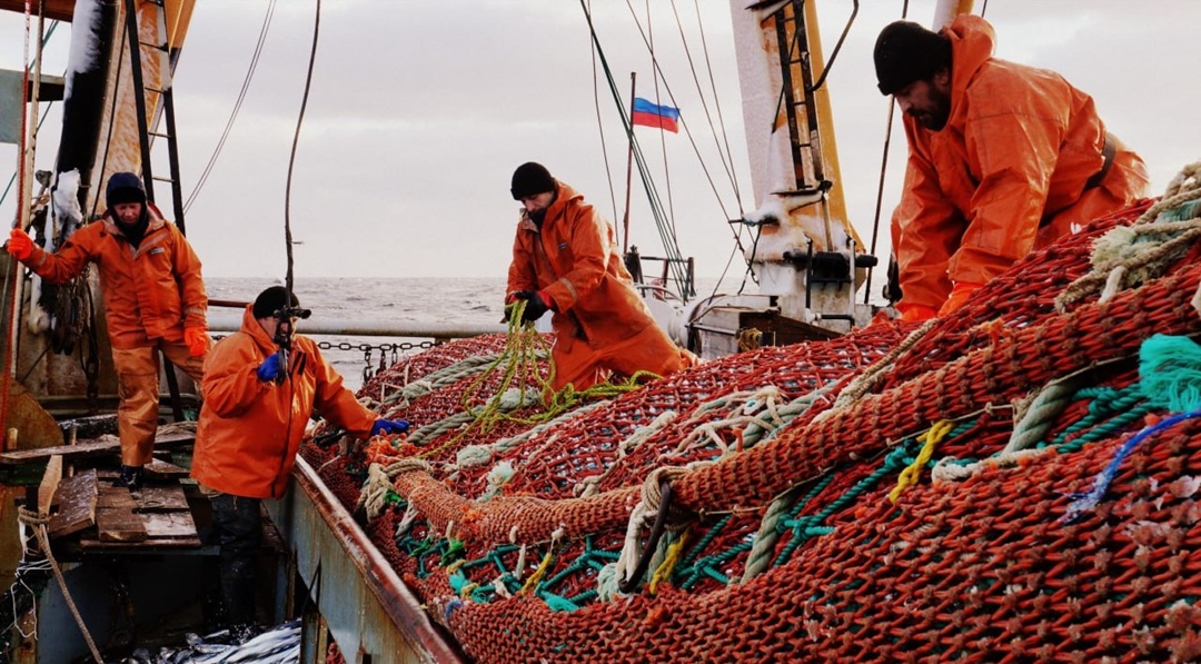 По данным отраслевой системы мониторинга Росрыболовства, вылов водных биоресурсов всеми российскими пользователями составил 2795,9 тыс. тонн. В том числе в…