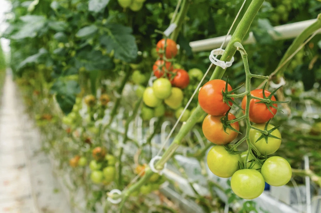 Тепличный комплекс «Кедр» (Астраханская область) и торговая сеть «Пятерочка» анонсировали заключение в ближайшее время стратегического партнерства, что откроет…