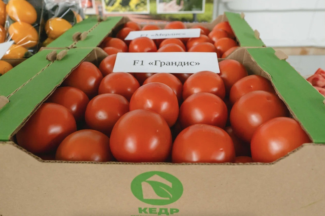 Тепличный комплекс «Кедр» (Астраханская область) и торговая сеть «Пятерочка» анонсировали заключение в ближайшее время стратегического партнерства, что откроет…