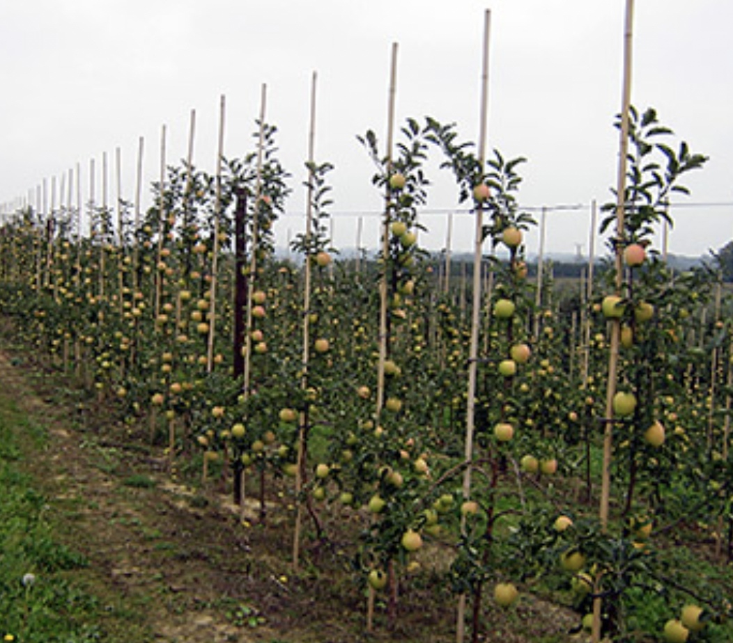 «Архыз-Фрут Логистик» заложит в Карачаево-Черкесии интенсивный сад на площади 200 га, что позволит увеличить общую площадь сада компании до 500 га. «Оцениваем…